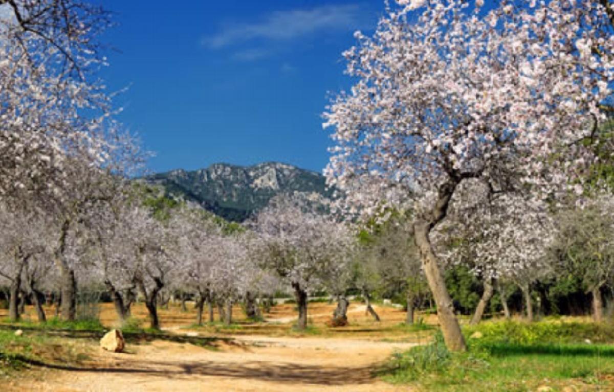 Mallorca Andratx sonnige & legale romantische Finca zum renovieren und genießen – Foto 1